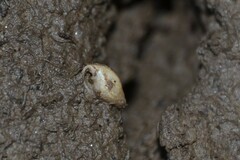 Leucophytia bidentata