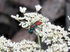 Chrysis bicolor
