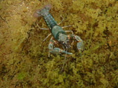 Cambarus howardi