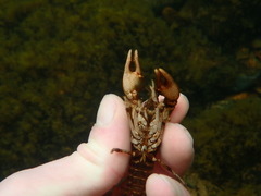 Cambarus howardi