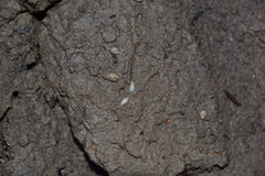 Leucophytia bidentata