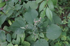 Phlomoides umbrosa