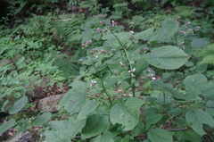 Phlomoides umbrosa