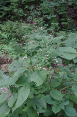Phlomoides umbrosa