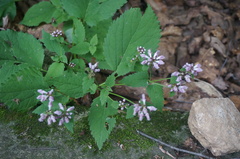Phlomoides umbrosa