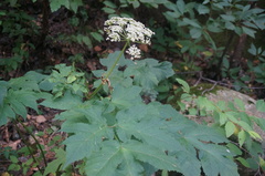 Ligusticum jeholense