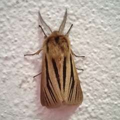 Acantharctia latifasciata