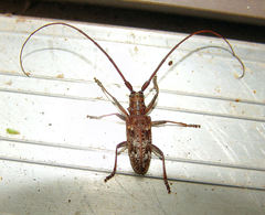 Monochamus