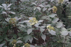 Hydrangea bretschneideri