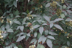 Hydrangea bretschneideri