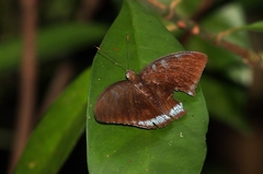 Tanaecia whiteheadi