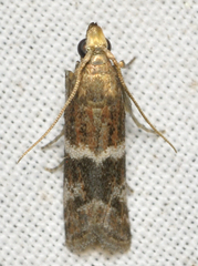 Moodna ostrinella