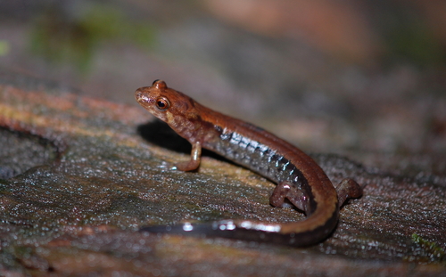 Cherokee Mountain Dusky Salamander