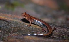 Cherokee Mountain Dusky Salamander photo 1
