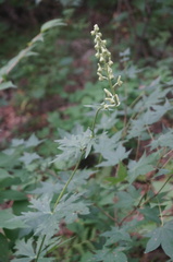 Aconitum barbatum puberulum