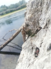 Ophiogomphus cecilia
