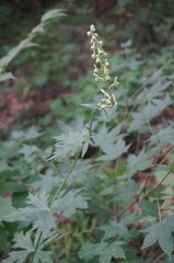 Aconitum barbatum puberulum