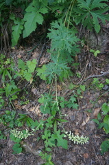 Aconitum barbatum puberulum