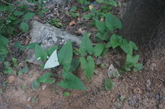 Parasenecio hastatus