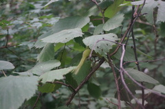 Corylus sieboldiana mandshurica