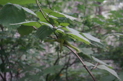 Corylus sieboldiana mandshurica