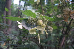 Hydrangea bretschneideri