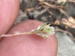 Polygonum polygaloides kelloggii