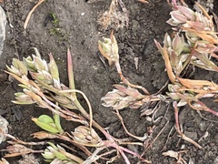 Polygonum polygaloides kelloggii