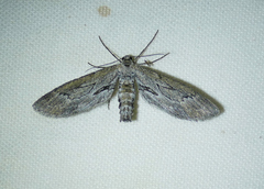 Glaucina nephos