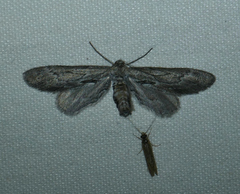 Glaucina nephos
