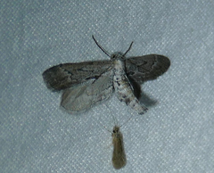 Glaucina nephos