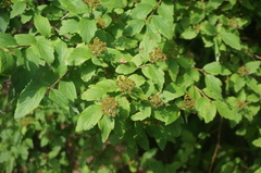 Spiraea ouensanensis