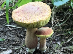 Xerocomellus intermedius