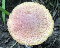 Xerocomellus intermedius