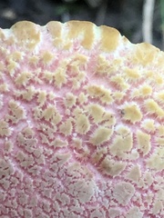 Xerocomellus intermedius