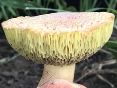 Xerocomellus intermedius