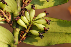 Image of Calyptrochilum emarginatum