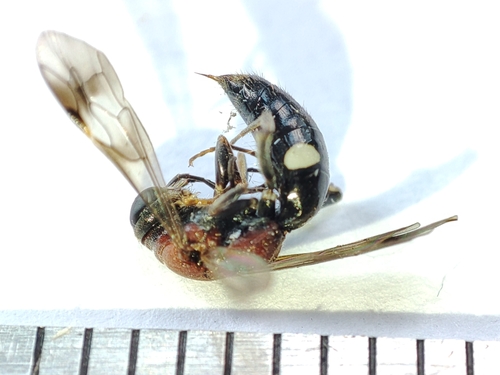 Alysson tricolor
