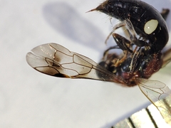Alysson tricolor