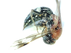 Alysson tricolor