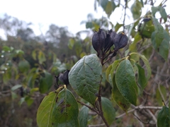 Rubiaceae