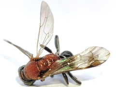 Alysson tricolor
