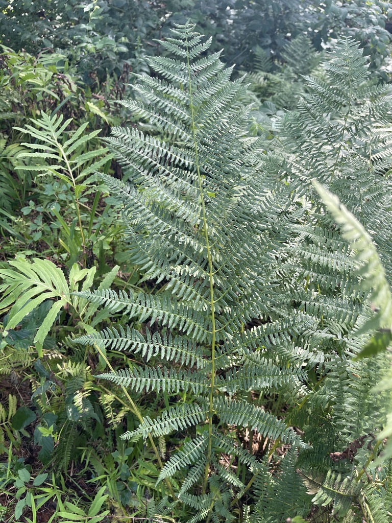 northern lady fern from Potter Hill Cemetery Rd, Truxton, NY, US on