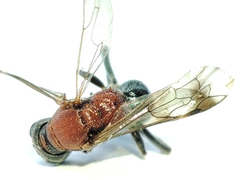 Alysson tricolor