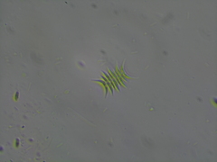Tetradesmus