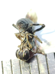 Alysson tricolor
