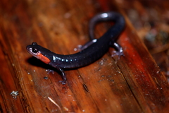 Plethodon jordani