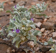 Solanum lasiophyllum