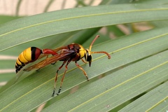 Delta pyriforme pyriforme