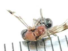 Alysson tricolor